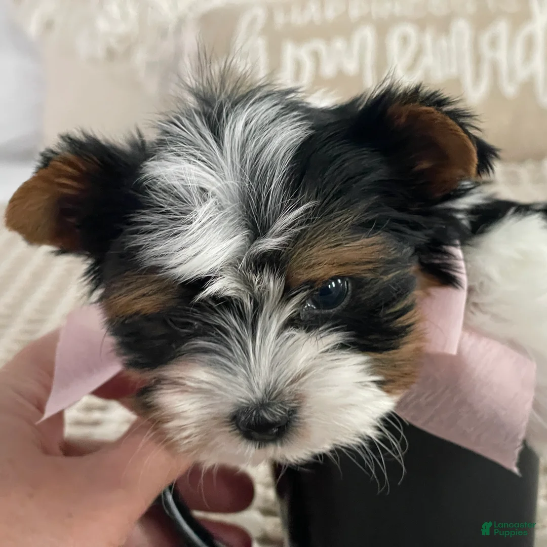 Biewer Terrier dogs for sale: Little Maya - Ad 8