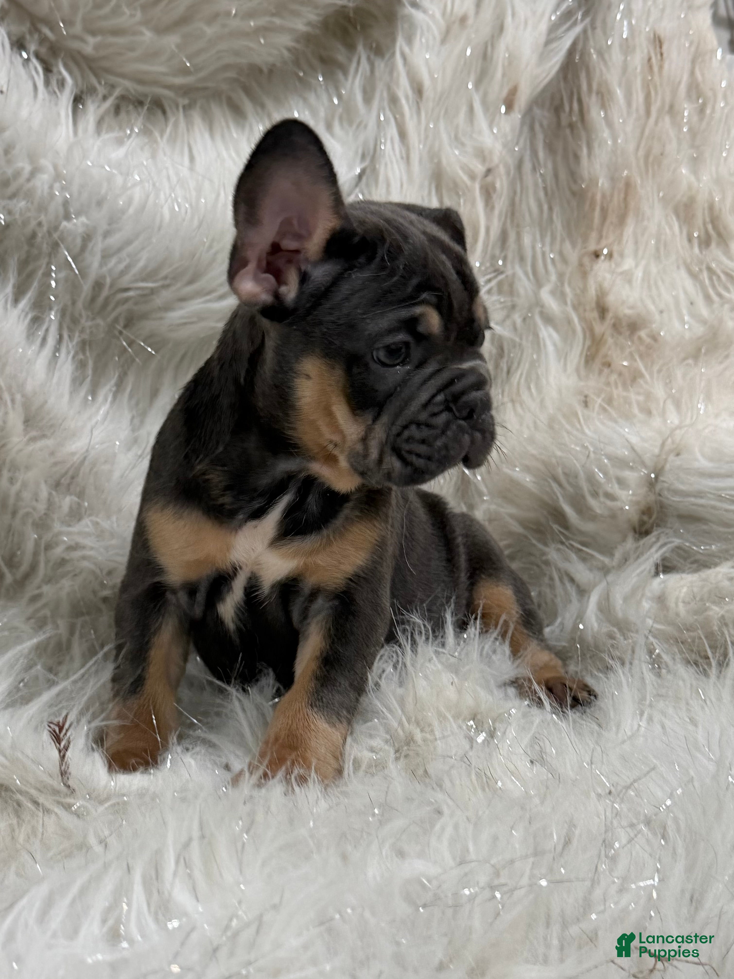 French Bulldog dogs French Bulldog Puppy 7 - Ad 2