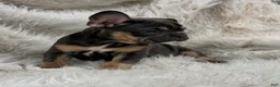 French Bulldog dogs for sale: French Bulldog Puppy 7 - Ad 2
