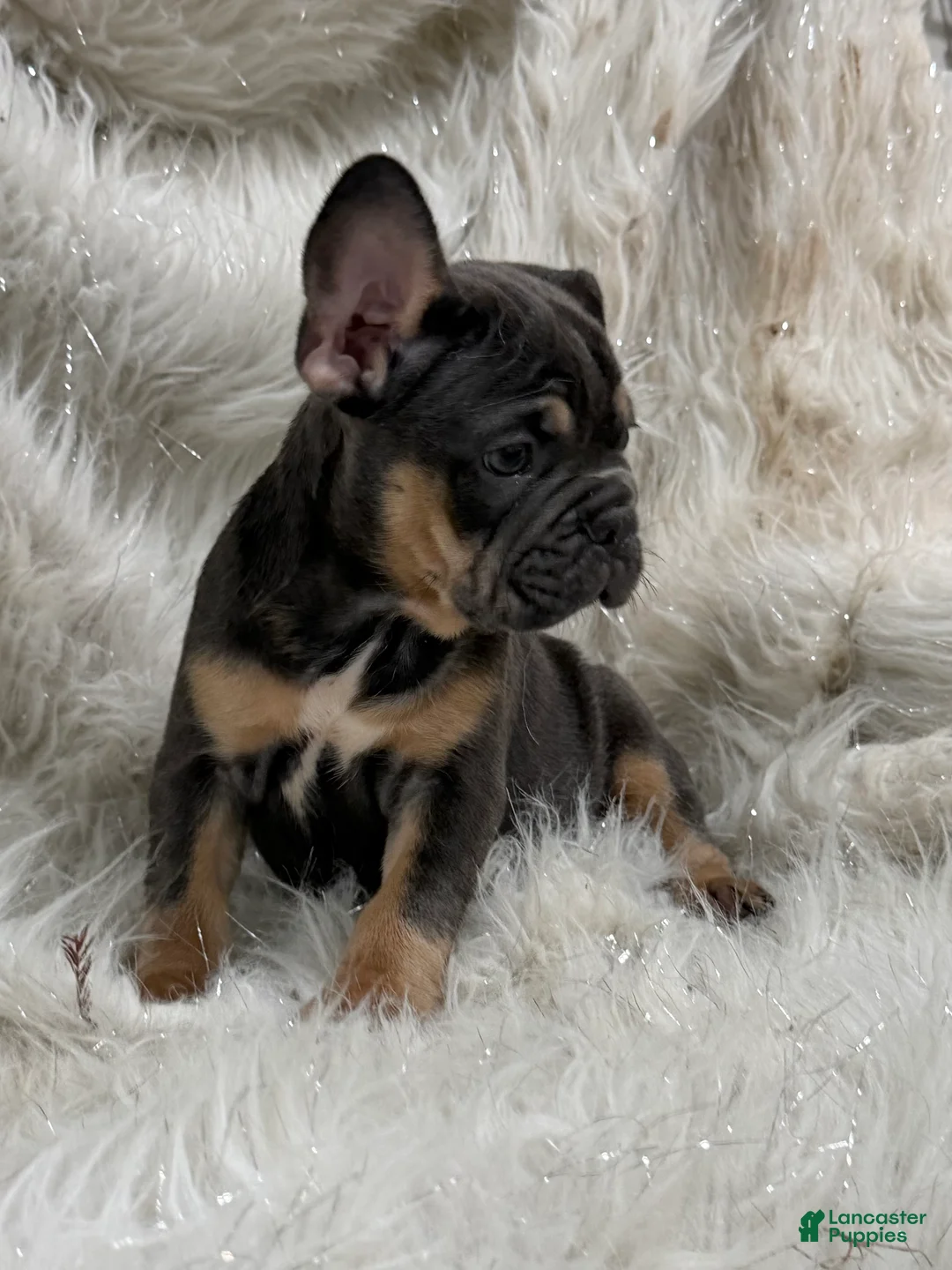 French Bulldog dogs for sale: French Bulldog Puppy 7 - Ad 2