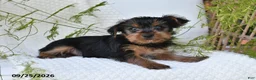 Yorkshire Terrier dogs for sale: Nutmeg - Ad 4