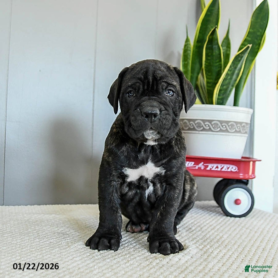 Cane Corso dogs for sale: Hank - Ad 3