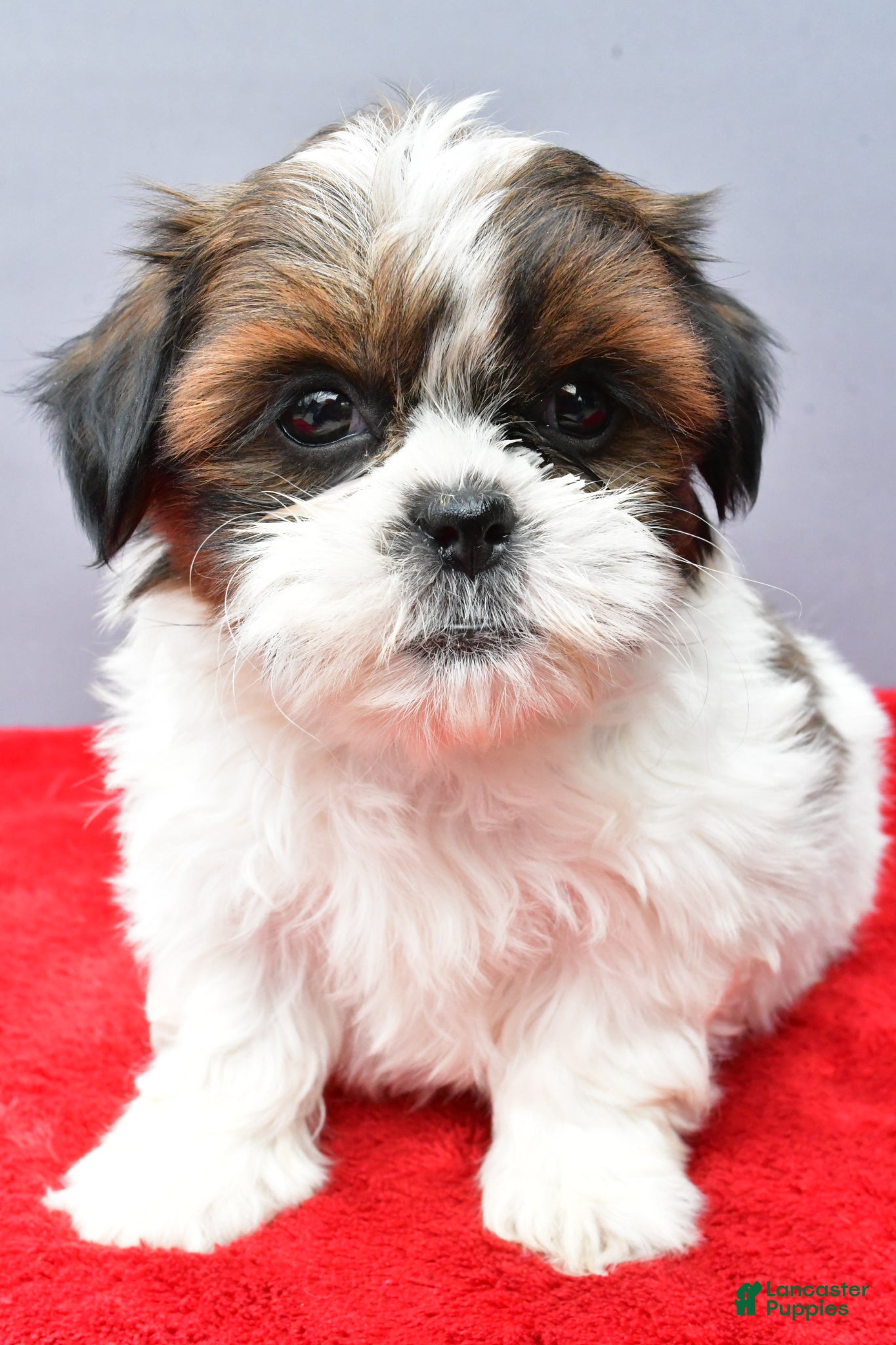 Shih Tzu dogs Sallie - Ad 1