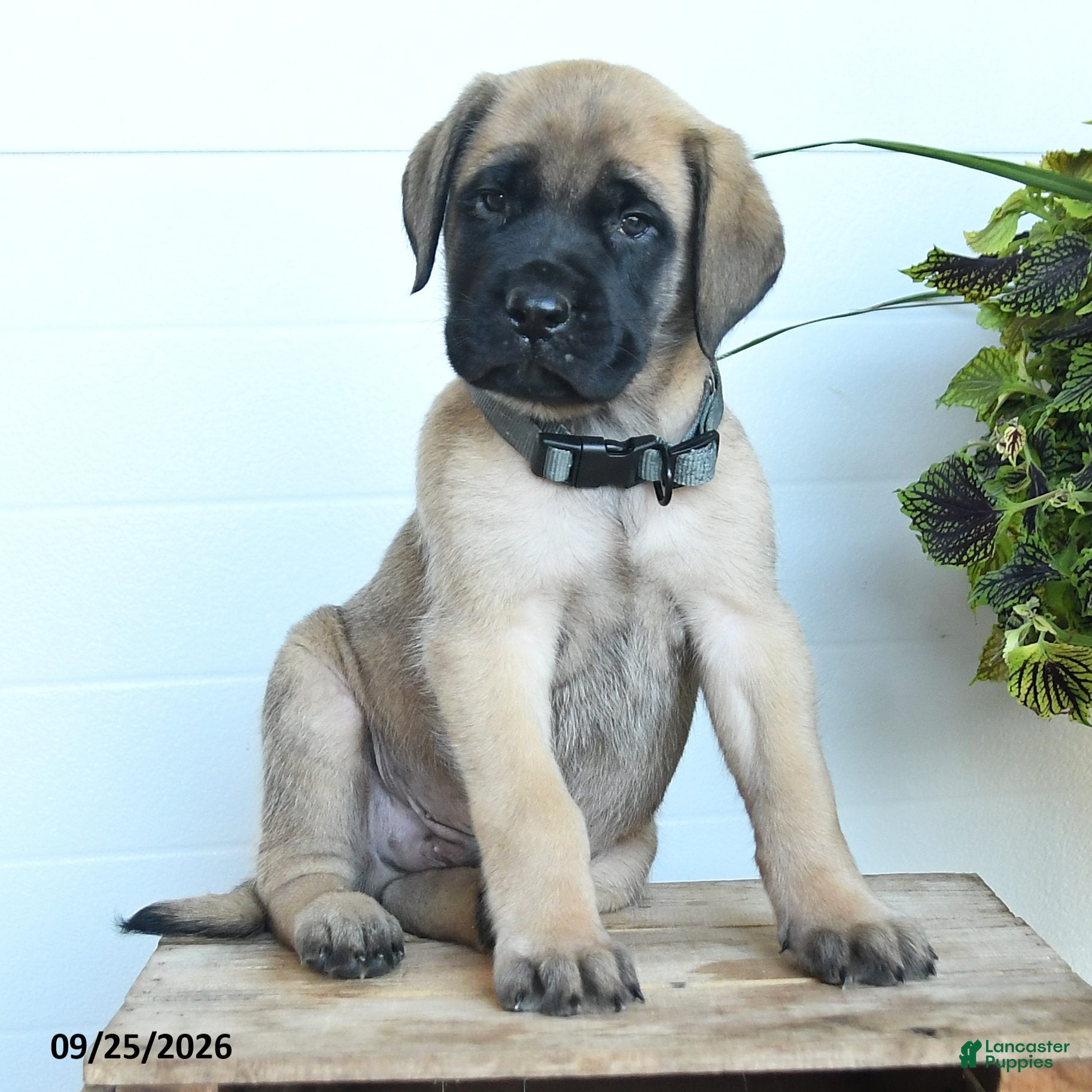 English Mastiff dogs Lukas - Ad 2