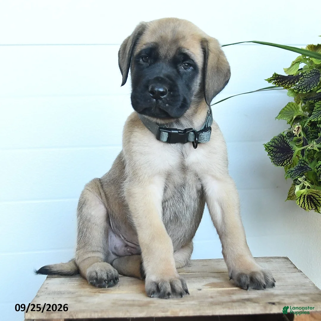 English Mastiff dogs for sale: Lukas - Ad 2