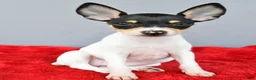 Toy Fox Terrier dogs for sale: Bridget - Ad 4