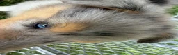 Collie dogs for sale: AKC Collie    "Samantha" - Ad 6