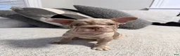 French Bulldog dogs for sale: French Bulldog 2 - Ad 4