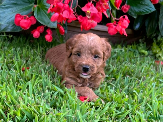 Mini Goldendoodle dogs Poppi - Ad 2