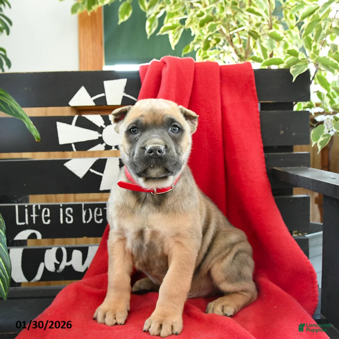 Cane Corso dogs for sale: Rocco - Ad 1