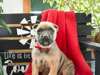 Cane Corso dogs for sale: Rocco - Ad 1