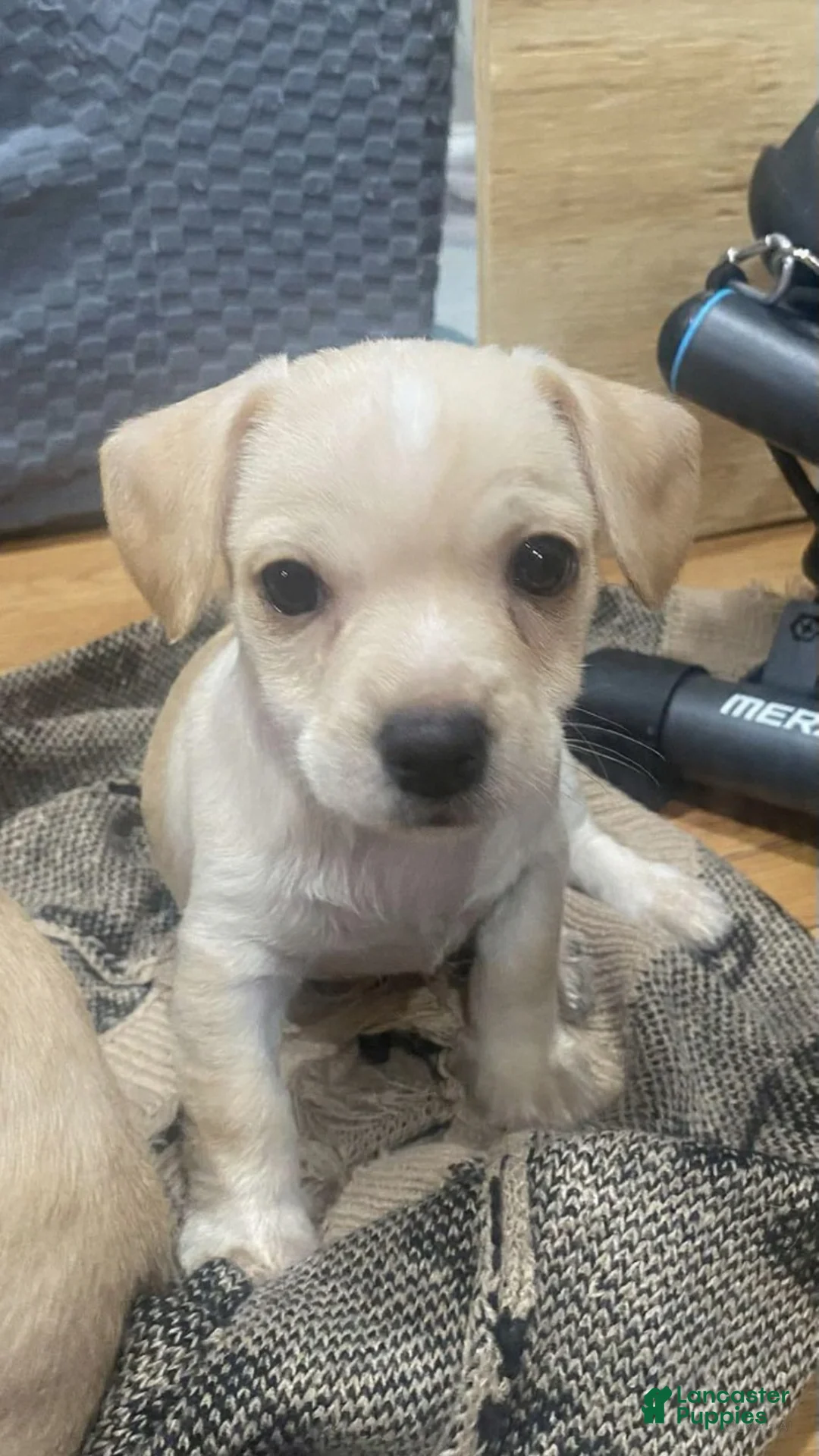 Chihuahua dogs for sale: Chihuahua Puppy 2 - Ad 1