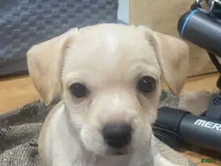 Chihuahua dogs Chihuahua Puppy 2 - Ad 36