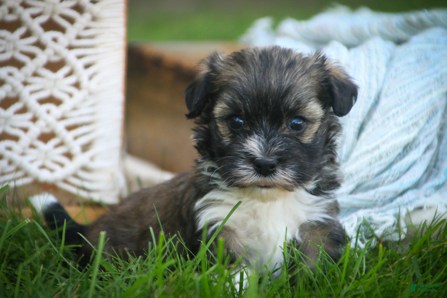 Havanese dogs Carrie Havanese  - Ad 1