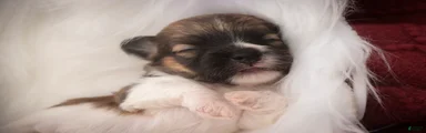Scout Havanese 