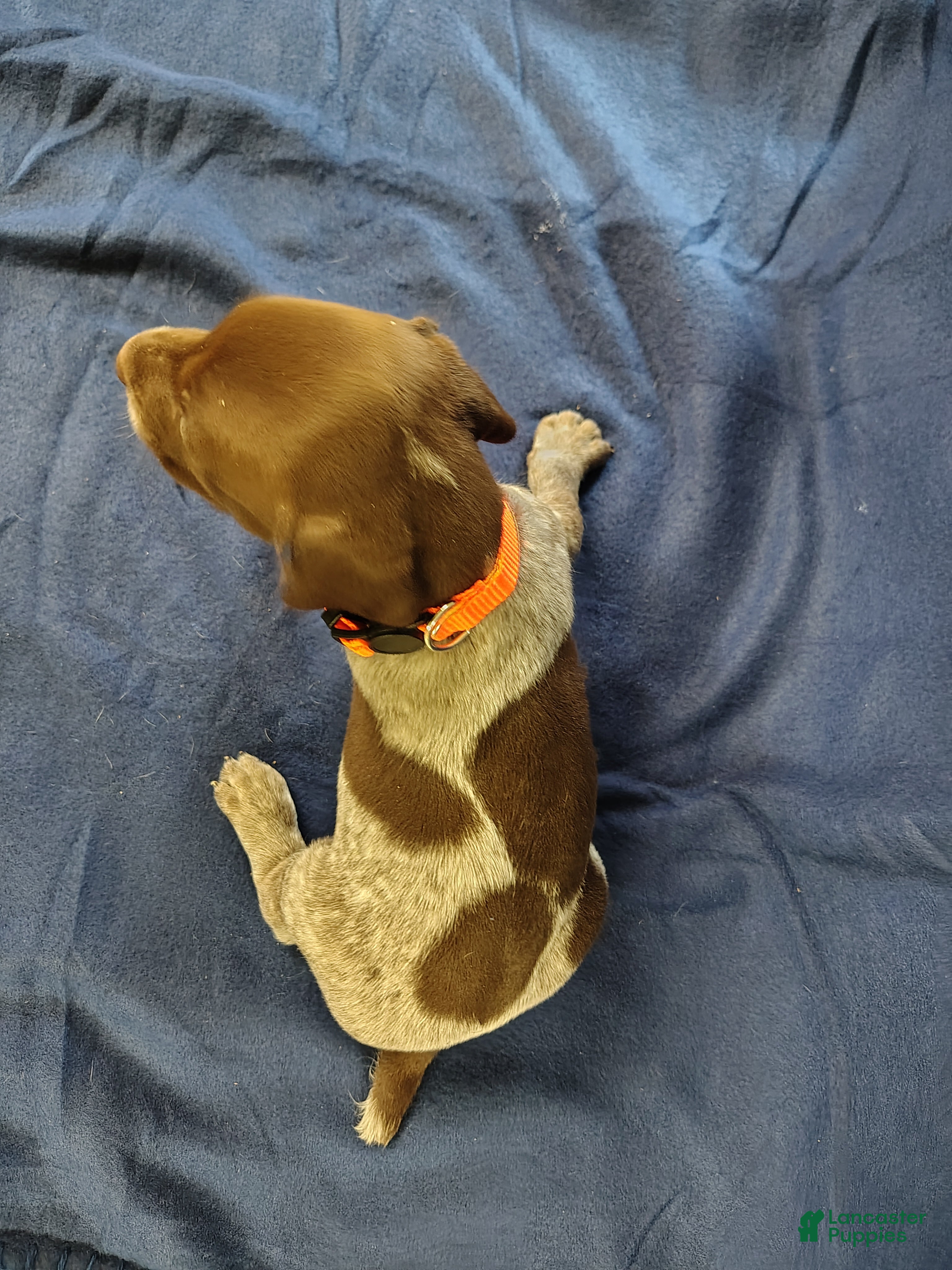 German Shorthaired Pointer dogs German Shorthaired Pointer 4 - Ad 2