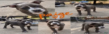 Mixed Breed 3