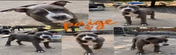 Mixed Breed dogs for sale: Mixed Breed 3 - Ad 1