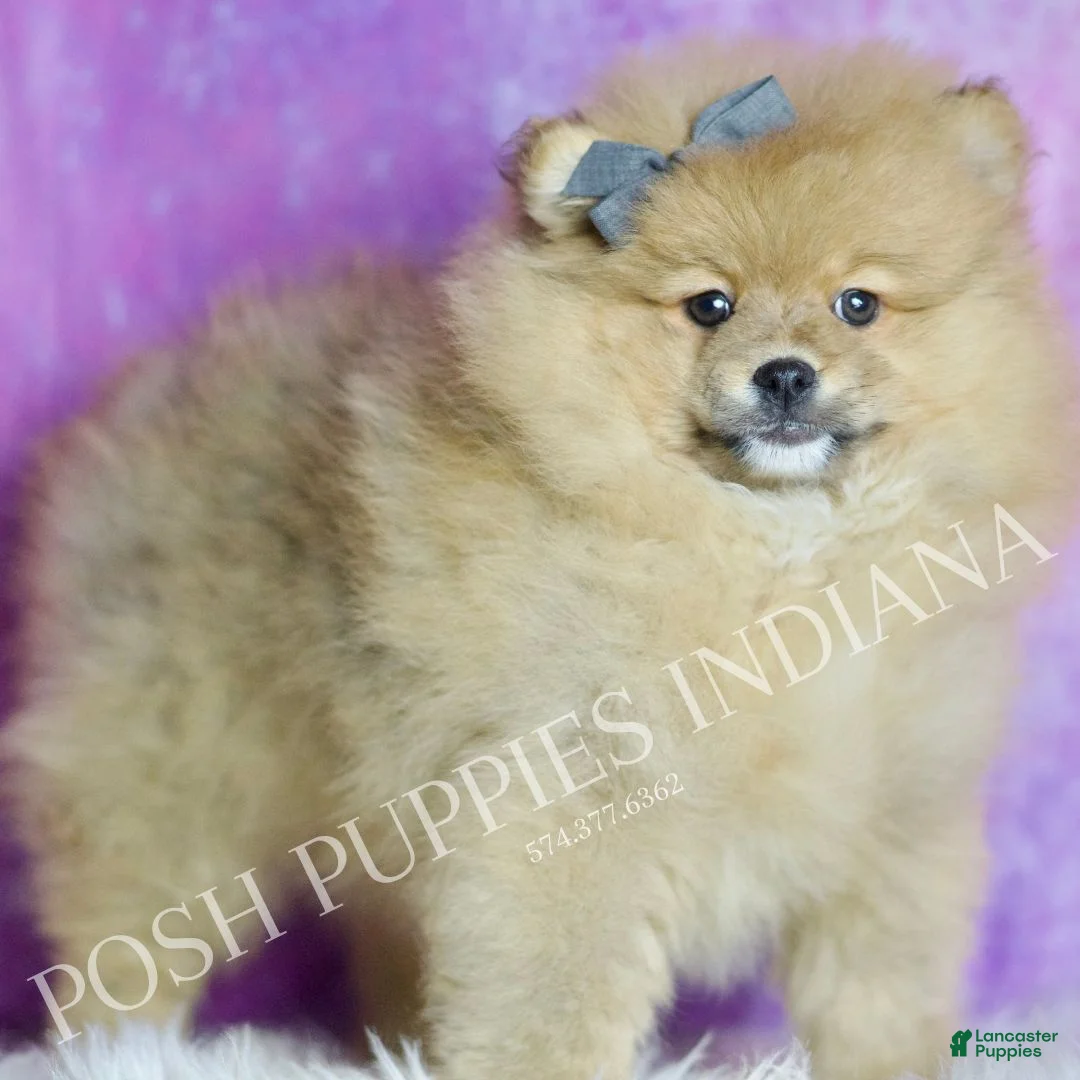 Pomeranian dogs for sale: Rocky - Ad 4