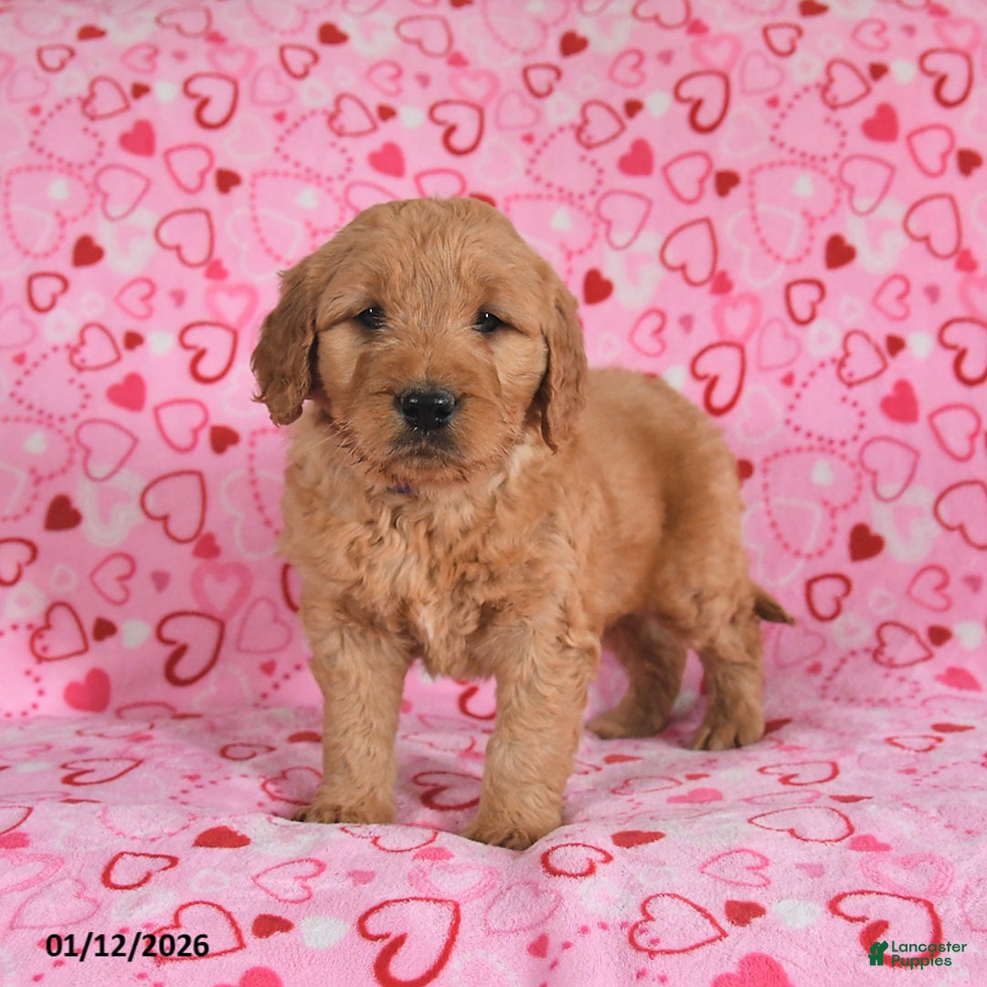 Goldendoodle dogs for sale: Blade - Ad 3