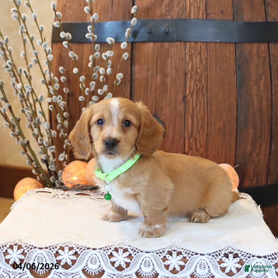 Miniature Dachshund dogs Sparky - Ad 2