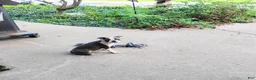 Boston Terrier dogs for sale: Ritzy - Ad 6
