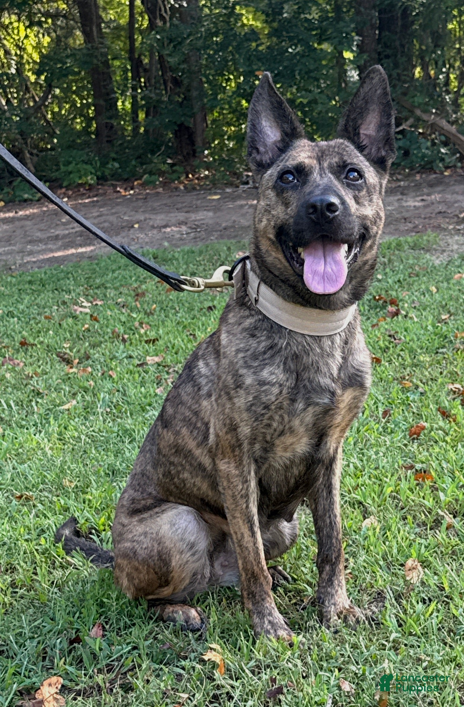 Mixed Breed dogs Margo - Ad 2