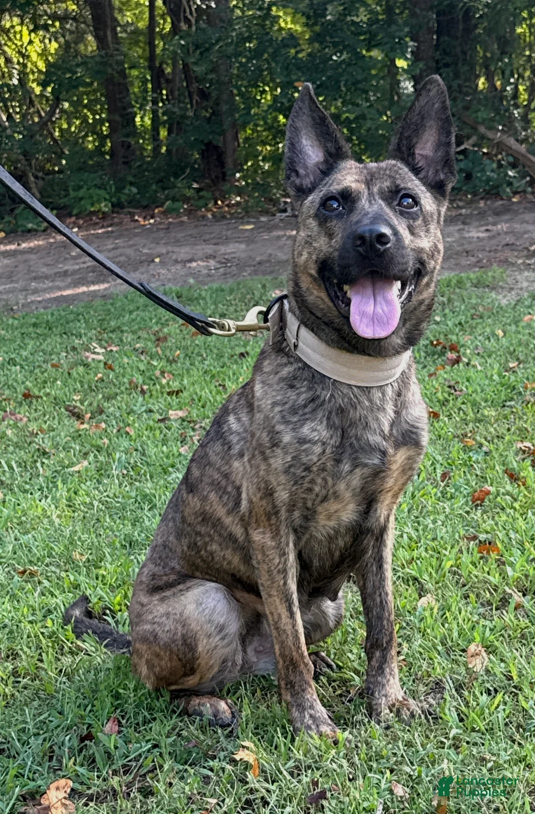 Mixed Breed dogs for sale: Margo - Ad 2
