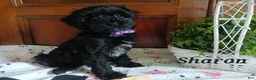 Havapoo dogs for sale: Sharon - Ad 1