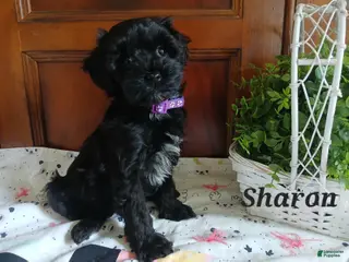 Havapoo dogs for sale: Sharon - Ad 3