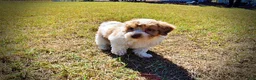 Havapoo dogs for sale: Nemo - Ad 8