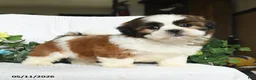 Shih Tzu dogs for sale: Joey - Ad 3