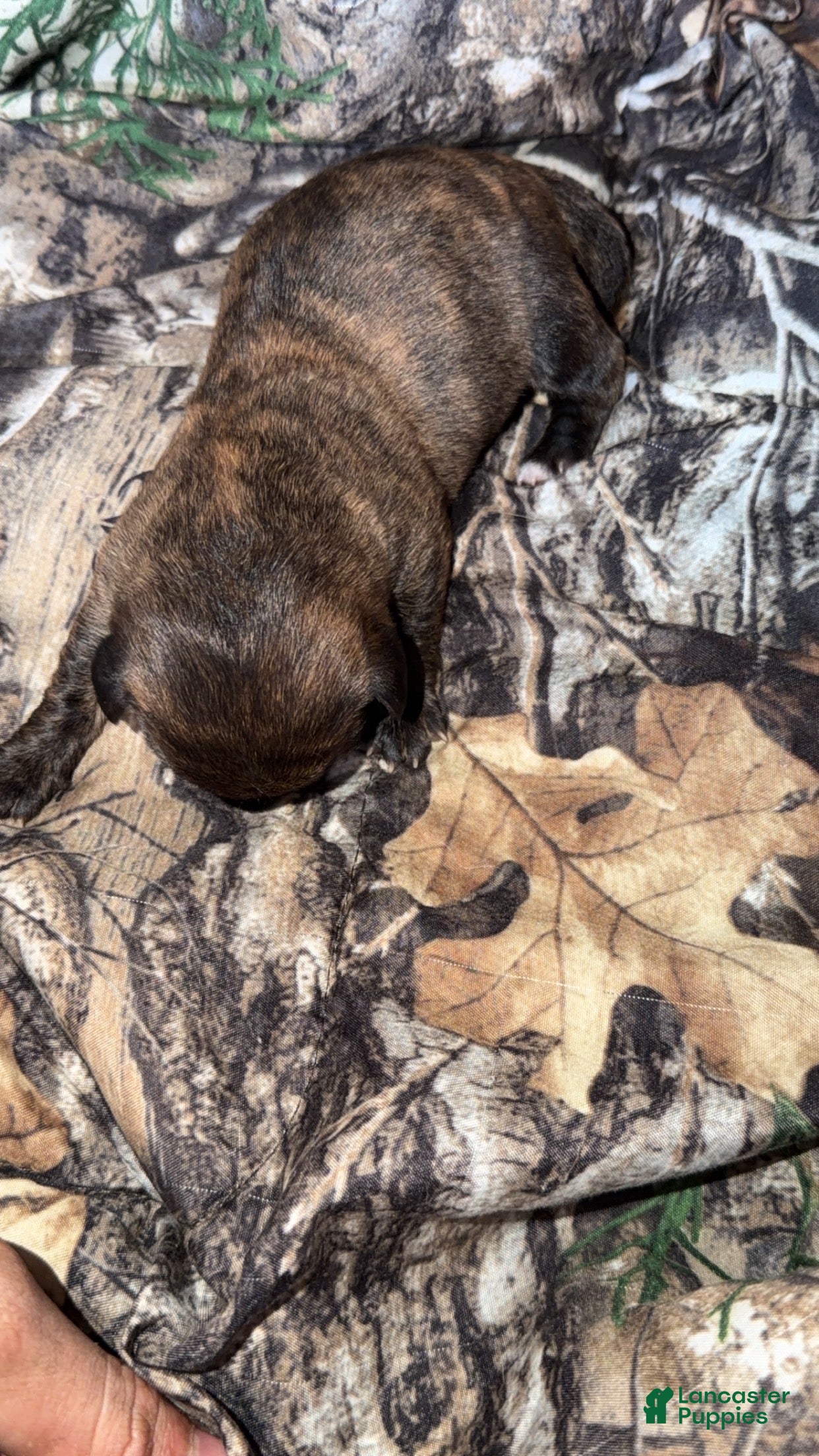 Mixed Breed dogs Lucy - Ad 36