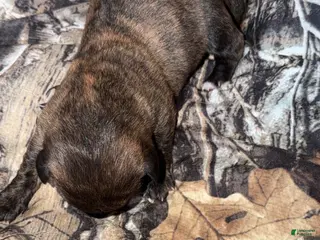 Mixed Breed dogs Lucy - Ad 36