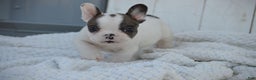 French Bulldog dogs for sale: Duncan - Ad 8