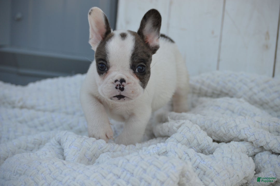 French Bulldog dogs for sale: Duncan - Ad 8