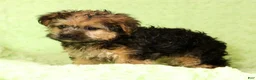 Yorkiepoo dogs for sale: Rio - Ad 9