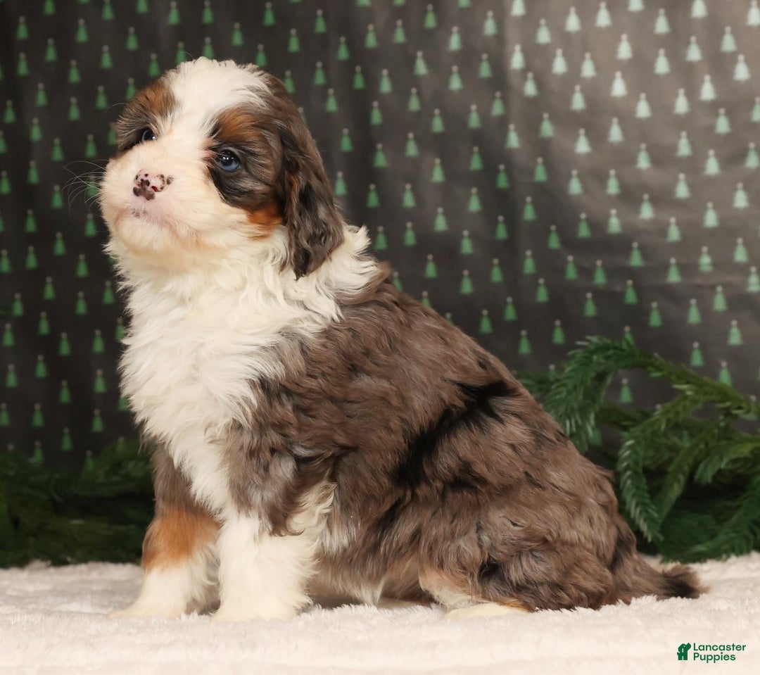 Mini Bernedoodle dogs for sale: Ginger - Ad 3