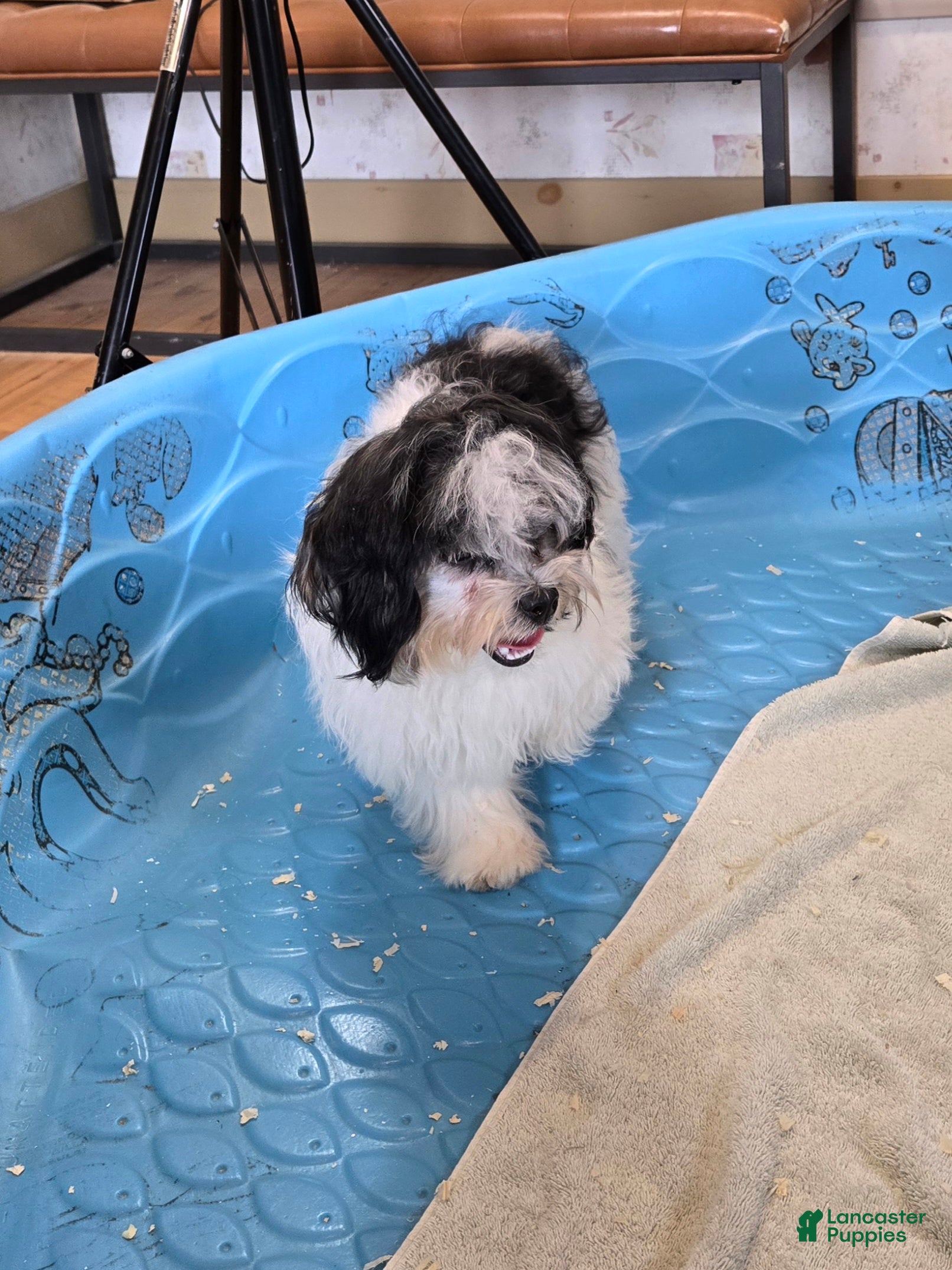 Teddy Bear dogs Jade - Ad 2