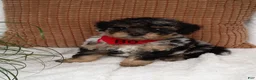 Mini Bernedoodle dogs for sale: Mini Bernedoodle 1 - Ad 2
