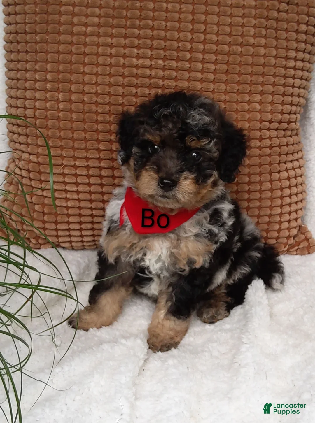 Mini Bernedoodle dogs for sale: Mini Bernedoodle 1 - Ad 2
