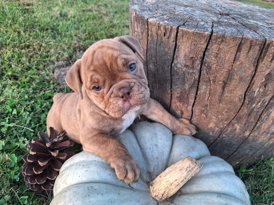 English Bulldog dogs for sale: Dolly - Ad 1