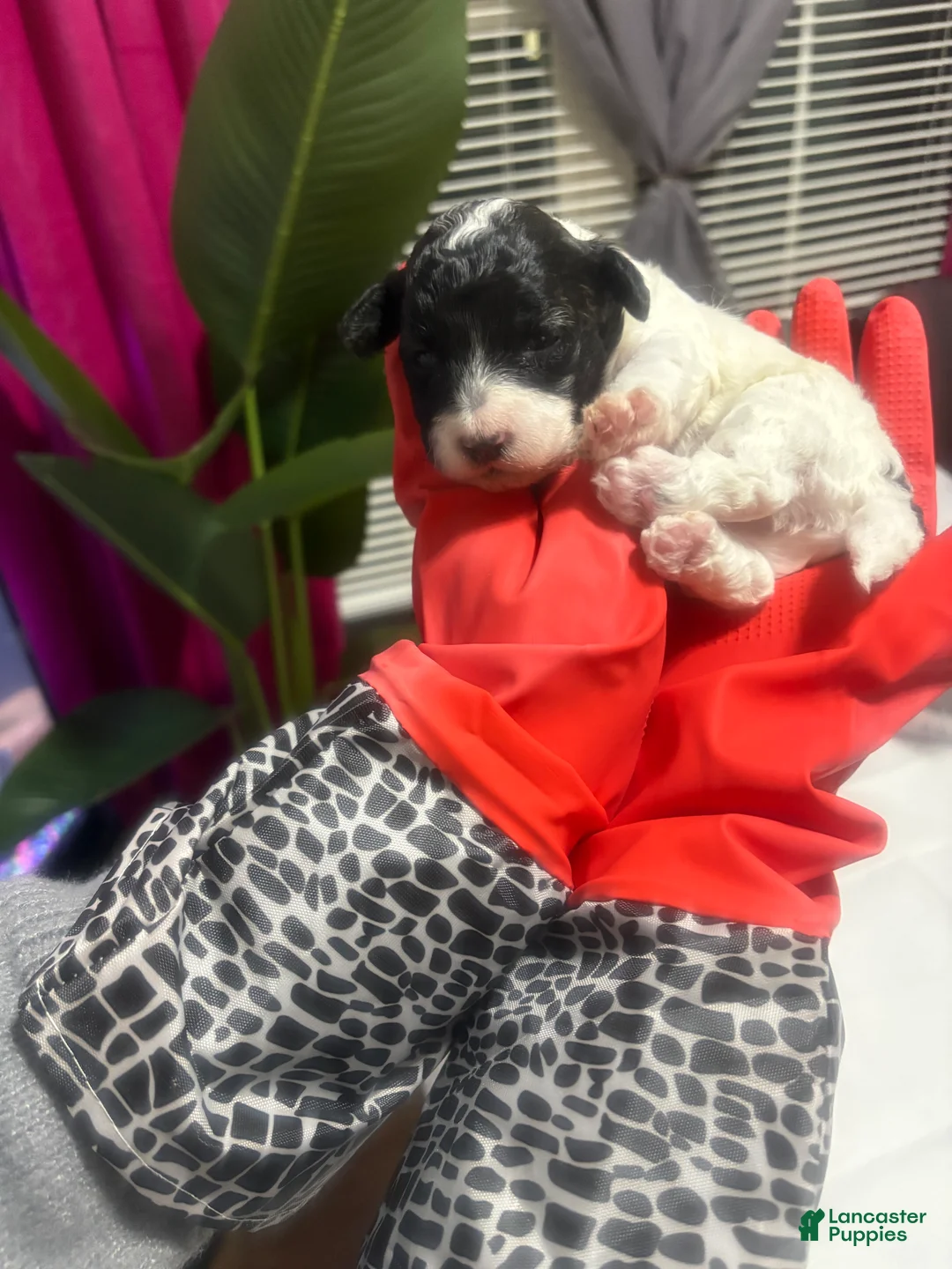 Maltipoo dogs for sale: Maltipoo Puppy 3 - Ad 2