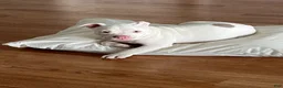 American Bully dogs for sale: American Bully 3 - Ad 6