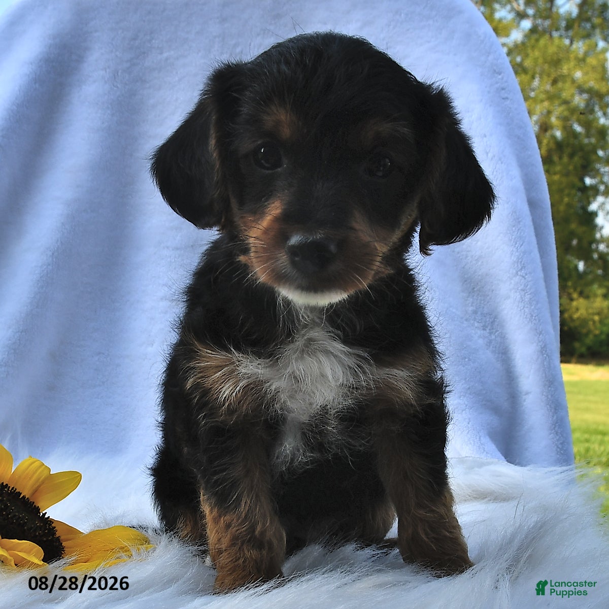 Morkie dogs Pal  - Ad 2