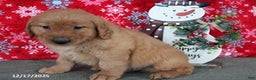 Golden Retriever dogs for sale: Baylor - Ad 5