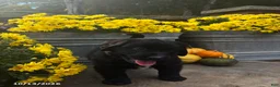 Mini Bernedoodle dogs for sale: Ace - Ad 3
