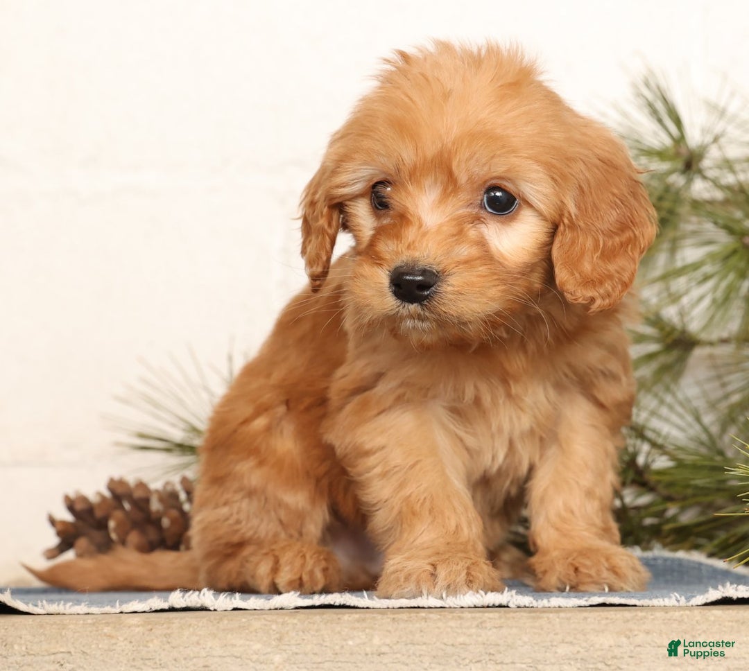 Mini Goldendoodle dogs for sale: Mikey - Ad 6
