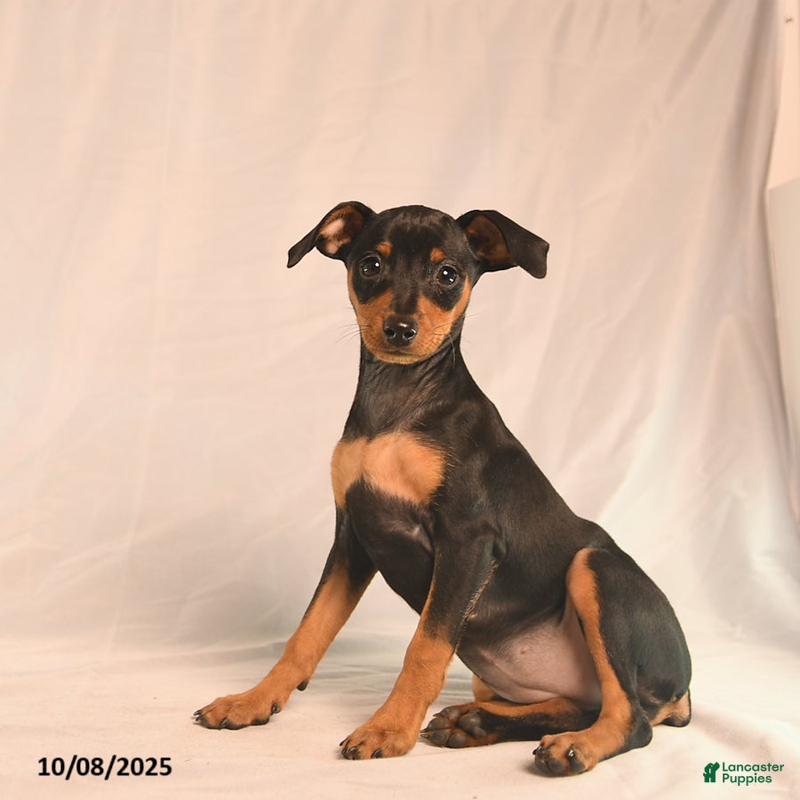 Quality Miniature Pinscher Puppies for sale Lancaster Puppies