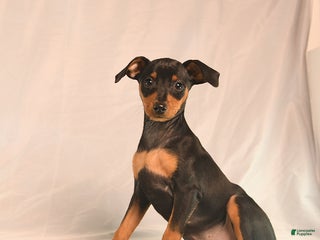 Miniature Pinscher dogs - Ad 25